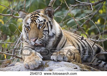 Stock Image - Tiger resting on rock. Fotosearch