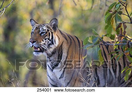 Tiger standing in foliage View Large Photo Image Stock Image - Tiger standing in foliage. Fotosearch