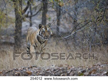 Stock Image - Tiger standing in grass. Fotosearch