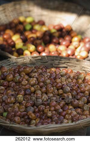 Basket full of jujube berries (Zizyphus mauritiana), Mumbai, India View Large Photo Image Stock Image - Basket full of jujube berries (Zizyphus mauritiana), Mumbai, India. Fotosearch