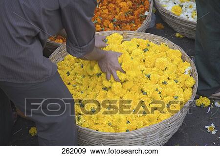 Man bending over basket of flowers at market, Mumbai, India View Large Photo Image Stock Photo - Man bending over basket of flowers at market, Mumbai, India. Fotosearch