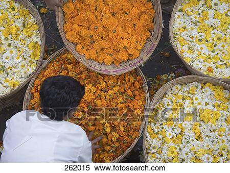 Stock Photography - Person bending over basket full of flowers at market, Mumbai, India. Fotosearch