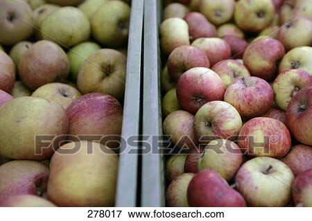 Crates of apples View Large Photo Image Stock Photo - Crates of apples. Fotosearch