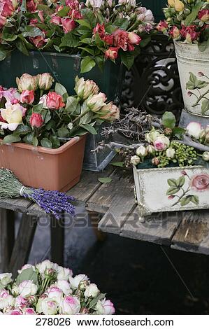 Flowers at market View Large Photo Image Stock Photograph - Flowers at market. Fotosearch