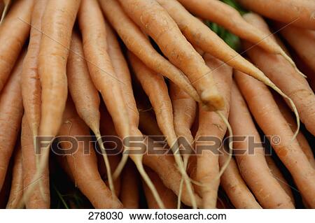 Pile of carrots View Large Photo Image Stock Image - Pile of carrots. Fotosearch