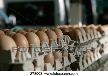 Stacks of eggs in egg cartons View Large Photo Image Stock Image - Stacks of eggs in egg cartons. Fotosearch
