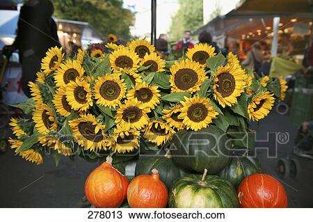 Sunflowers and pumpkins at market stall View Large Photo Image Stock Image - Sunflowers and pumpkins at market stall. Fotosearch