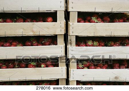Wooden crates of strawberries View Large Photo Image Stock Photograph - Wooden crates of strawberries. Fotosearch