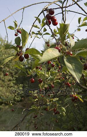 Cherry trees View Large Photo Image Stock Photo - Cherry trees. Fotosearch