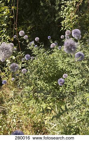 Purple flowers in garden View Large Photo Image Stock Photograph - Purple flowers in garden. Fotosearch