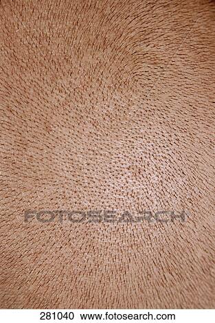 Close-up of man’s shaved head View Large Photo Image Stock Image - Close-up of man’s shaved head. Fotosearch