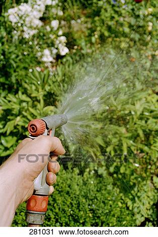 Man watering garden with hose View Large Photo Image Stock Image - Man watering garden with hose. Fotosearch