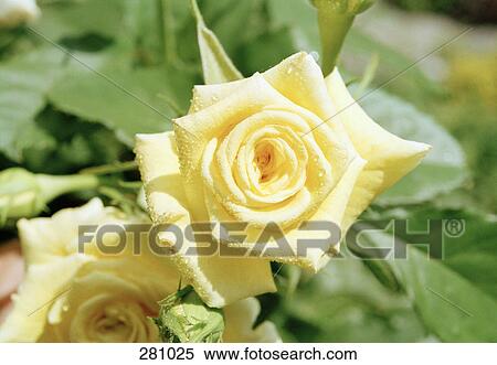 Yellow roses View Large Photo Image Stock Photography - Yellow roses. Fotosearch