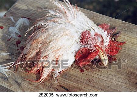Stock Photography - Chicken’s head on wooden cutting board. Fotosearch
