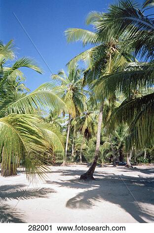 Stock Image - Tropical forest near beach. Fotosearch