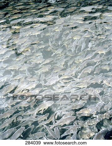 Tank full of fish View Large Photo Image Stock Photo - Tank full of fish. Fotosearch