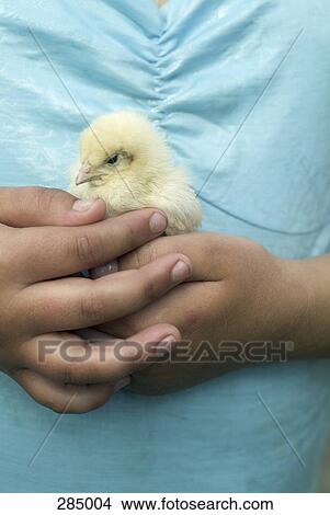 Young girl holding baby chicken View Large Photo Image Picture - Young girl holding baby chicken. Fotosearch