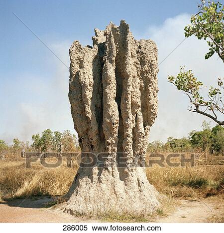 Anthill View Large Photo Image Stock Photography - Anthill. Fotosearch