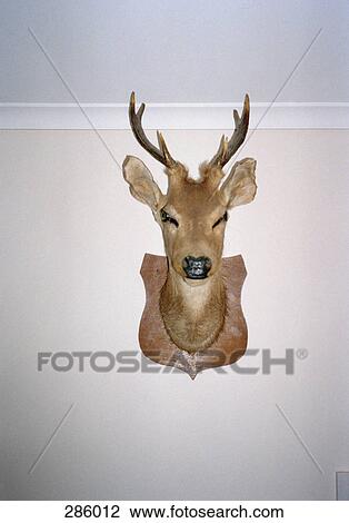 Stock Image - Mounted deer's head on wall. Fotosearch