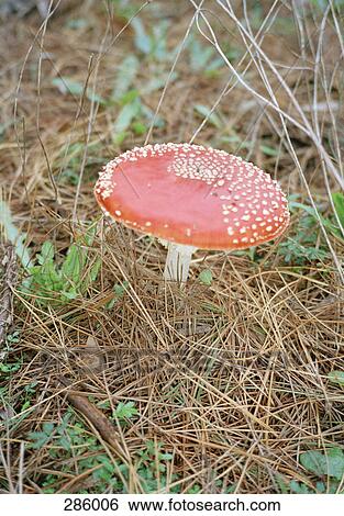 Mushroom growing in a forest View Large Photo Image Stock Photograph - Mushroom growing in a forest. Fotosearch
