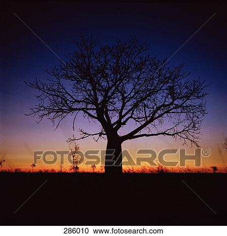 Stock Image - Tree in silhouette at sunset. Fotosearch