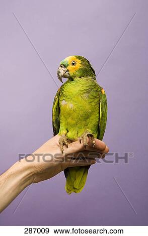 Green parrot perched on man’s hand View Large Photo Image Stock Photo - Green parrot perched on man’s hand. Fotosearch