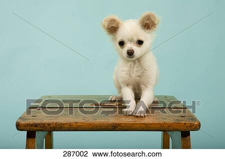 Puppy sitting on wooden stool View Large Photo Image Stock Image - Puppy sitting on wooden stool. Fotosearch
