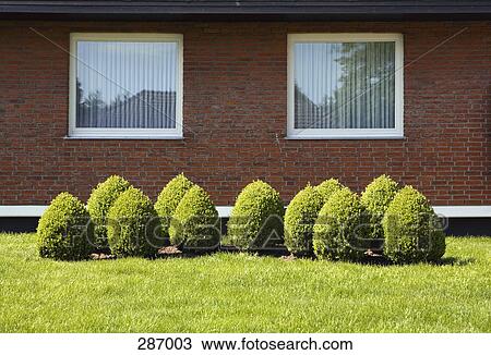 Topiary garden in front of suburban house View Large Photo Image Stock Image - Topiary garden in front of suburban house. Fotosearch