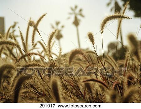Field of wheat View Large Photo Image Stock Photo - Field of wheat. Fotosearch