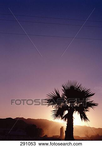 Palm tree in silhouette at sunset View Large Photo Image Stock Image - Palm tree in silhouette at sunset. Fotosearch