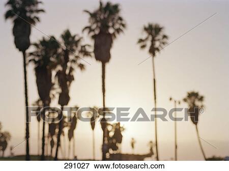 Palm trees along beach in silhouette at sunset View Large Photo Image Stock Photo - Palm trees along beach in silhouette at sunset. Fotosearch