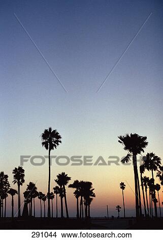 Palm trees in silhouette as sunsets over sea View Large Photo Image Picture - Palm trees in silhouette as sunsets over sea. Fotosearch