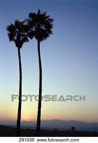 Palm trees in silhouette as sunsets over mountains View Large Photo Image Stock Photo - Palm trees in silhouette as sunsets over mountains. Fotosearch