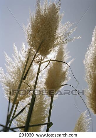 Pampas grass View Large Photo Image Stock Image - Pampas grass. Fotosearch