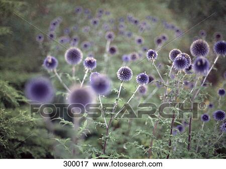 Purple wild flowers in field View Large Photo Image Stock Photo - Purple wild flowers in field. Fotosearch