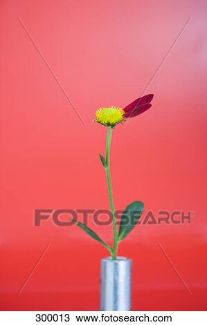 Single flower in vase View Large Photo Image Stock Image - Single flower in vase. Fotosearch