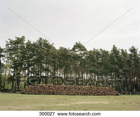Stack of timber by forest View Large Photo Image Stock Photo - Stack of timber by forest. Fotosearch