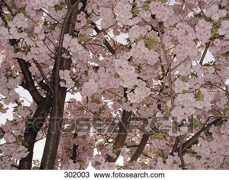 Stock Image - Close-up of cherry blossom tree. Fotosearch