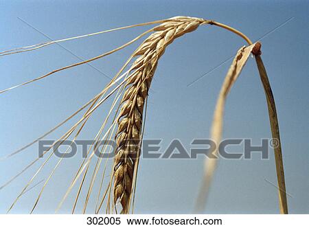 Close-up of wheat View Large Photo Image Stock Photography - Close-up of wheat. Fotosearch
