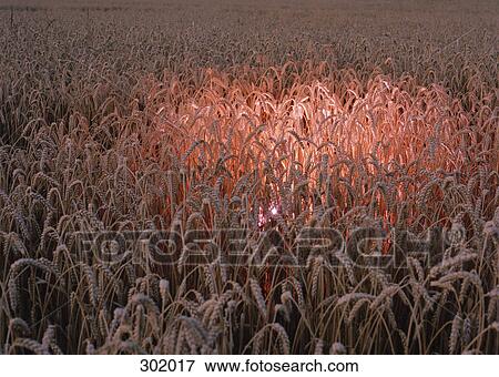 Corn field with glowing pink light View Large Photo Image Stock Photo - Corn field with glowing pink light. Fotosearch