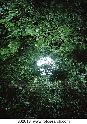 Stock Image - View of moon through branches. Fotosearch