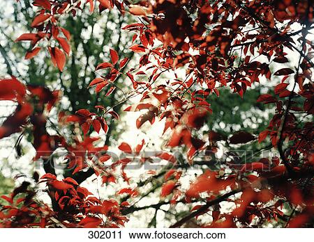Stock Image - View through branches of tree. Fotosearch