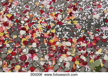 Stock Photograph - Rose petals on cobblestone pathway. Fotosearch