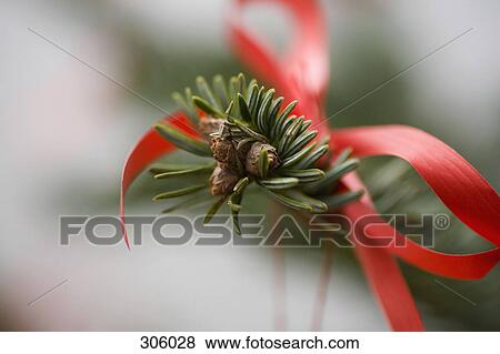 Close-up of ribbon on Christmas tree branch View Large Photo Image Stock Photo - Close-up of ribbon on Christmas tree branch. Fotosearch