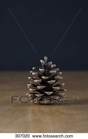 A pine cone View Large Photo Image Stock Image - A pine cone. Fotosearch