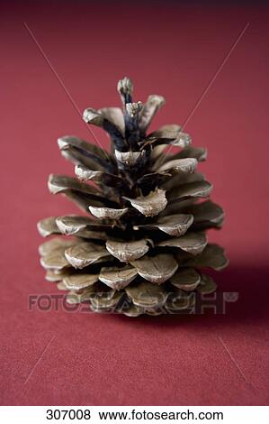 A pine cone View Large Photo Image Stock Photo - A pine cone. Fotosearch