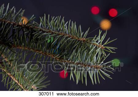 Close up of a Christmas tree View Large Photo Image Stock Image - Close up of a Christmas tree. Fotosearch