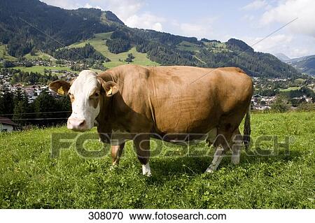 A brown cow in field View Large Photo Image Stock Image - A brown cow in field. Fotosearch