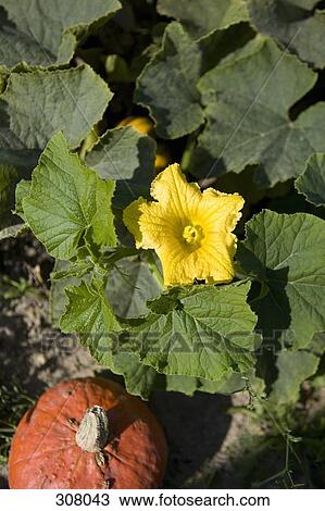 Close-up of flower and pumpkin View Large Photo Image Stock Image - Close-up of flower and pumpkin. Fotosearch
