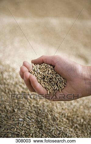 Close-up of hand holding seed View Large Photo Image Stock Image - Close-up of hand holding seed. Fotosearch